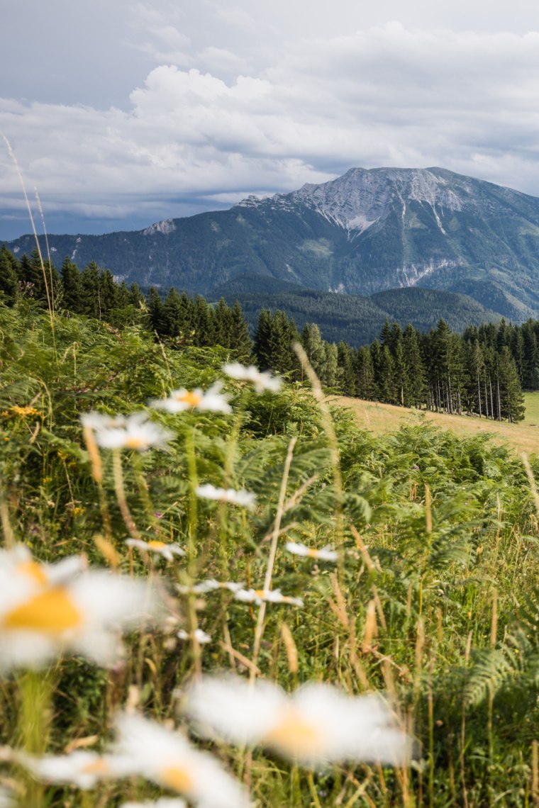 Blooming meadows around the Ötscher., © Fred Lindmoser