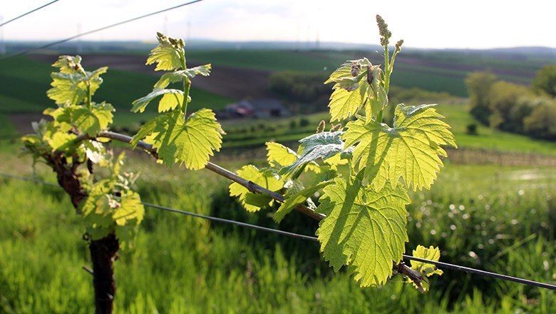 Close-up of vines with green leaves in the foreground, a hilly landscape in the background.