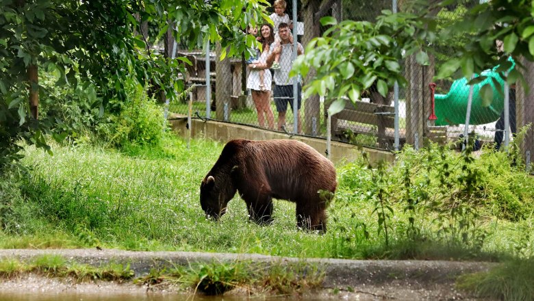 A bear grazes in an enclosure while a family watches it through a fence.