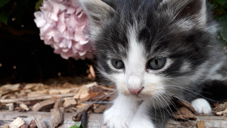 Close-up of a baby cat with black and white fur lying on wood shavings. A pink flower can be seen in the background.
