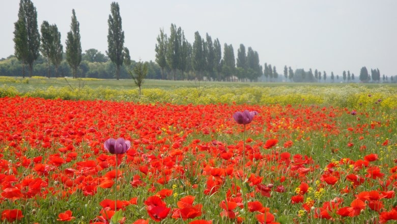 A blooming poppy field with red and purple flowers, a row of trees in the background.