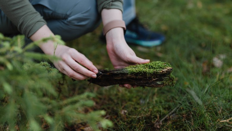 Person holding a piece of wood covered with moss in the forest.
