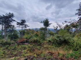 Ausblick, &copy; Wienerwald