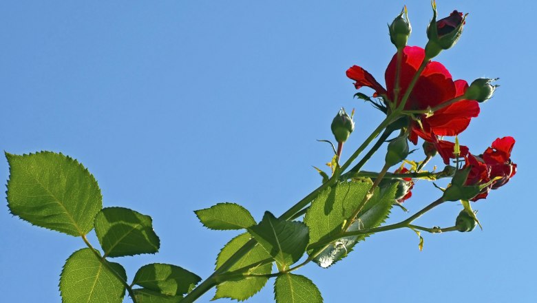 Rose blossom, © i-Stock/ simplytheyu