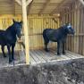 Two horses are standing in a wooden shelter on a farm.