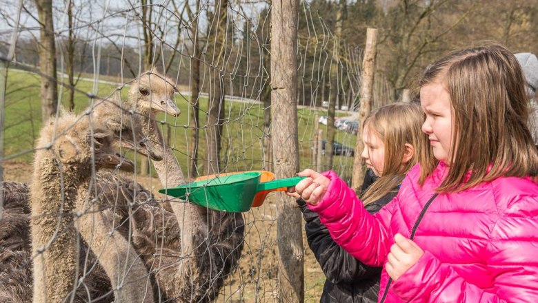 Feeding, &copy; Otto Brandl