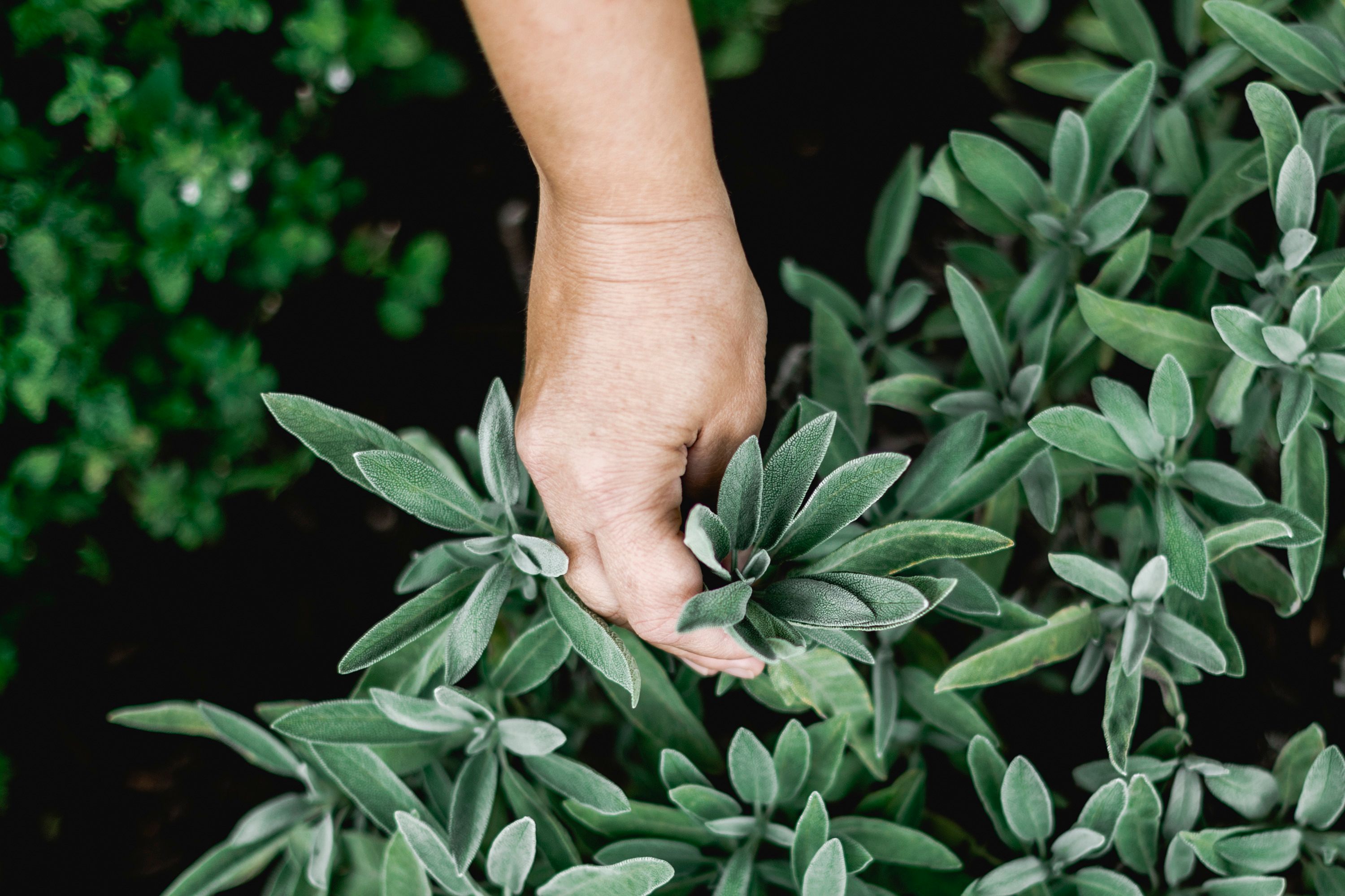 Hand picks sage leaves from a herb garden.