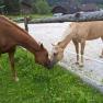 Horses at the Schlögelhofer family farm, © Heike und Arthur Schlögelhofer