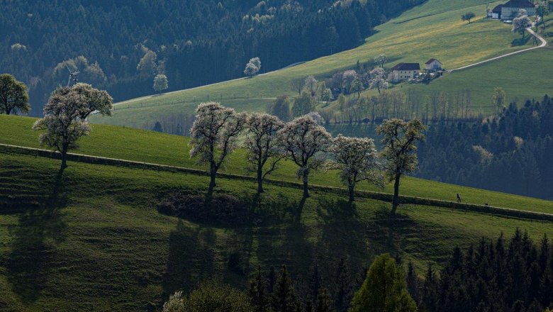 Photo point Mostviertel, © schwarz-koenig.at