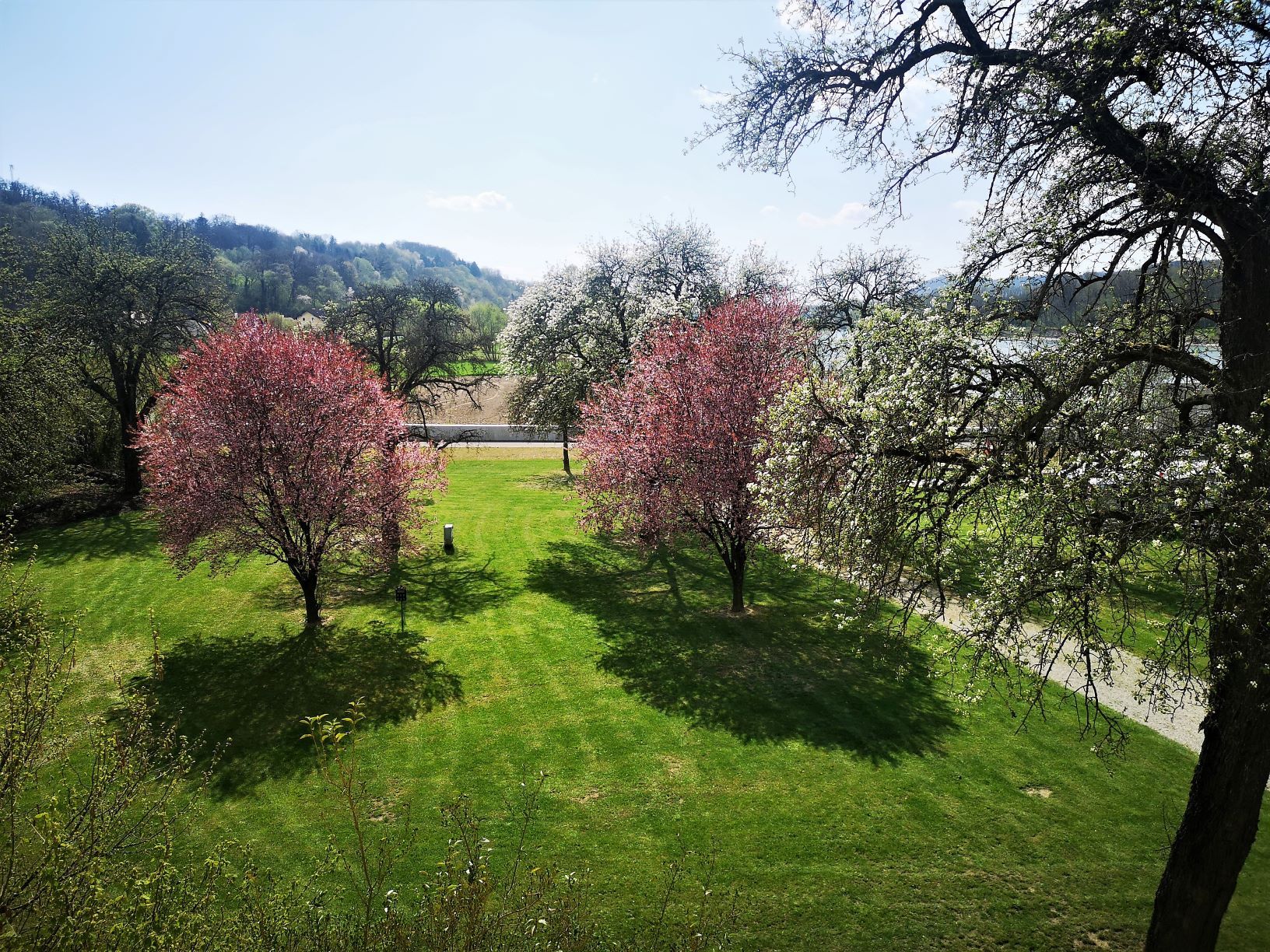 Flowering fruit trees in a garden with a green lawn and hills in the background.