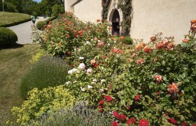Roses in bloom in front of a castle wall with an archway, surrounded by lavender and other plants.