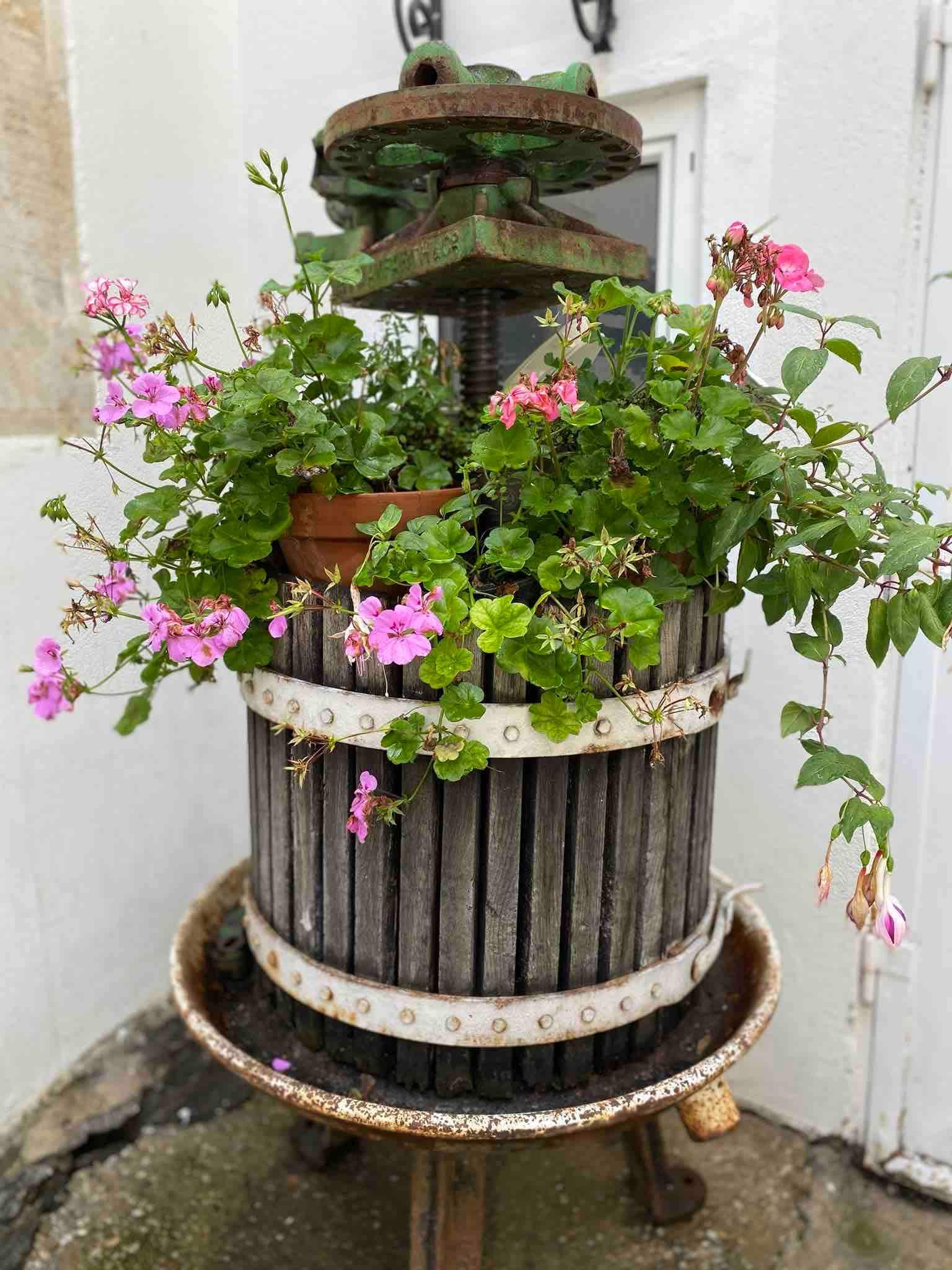 Old wine press decorated with blooming pink geraniums.
