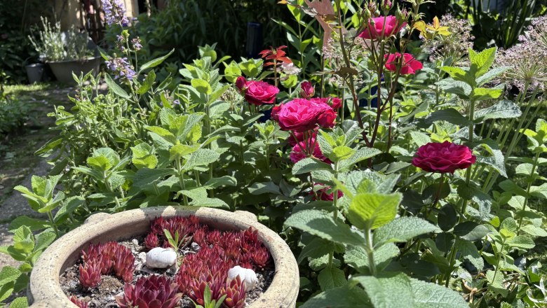 A garden with red roses, green plants and a pot of succulents.