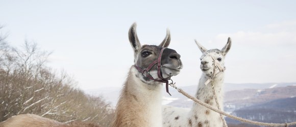 Discover llama hiking in the Vienna Woods!, © Raimo Rudi Rumpler