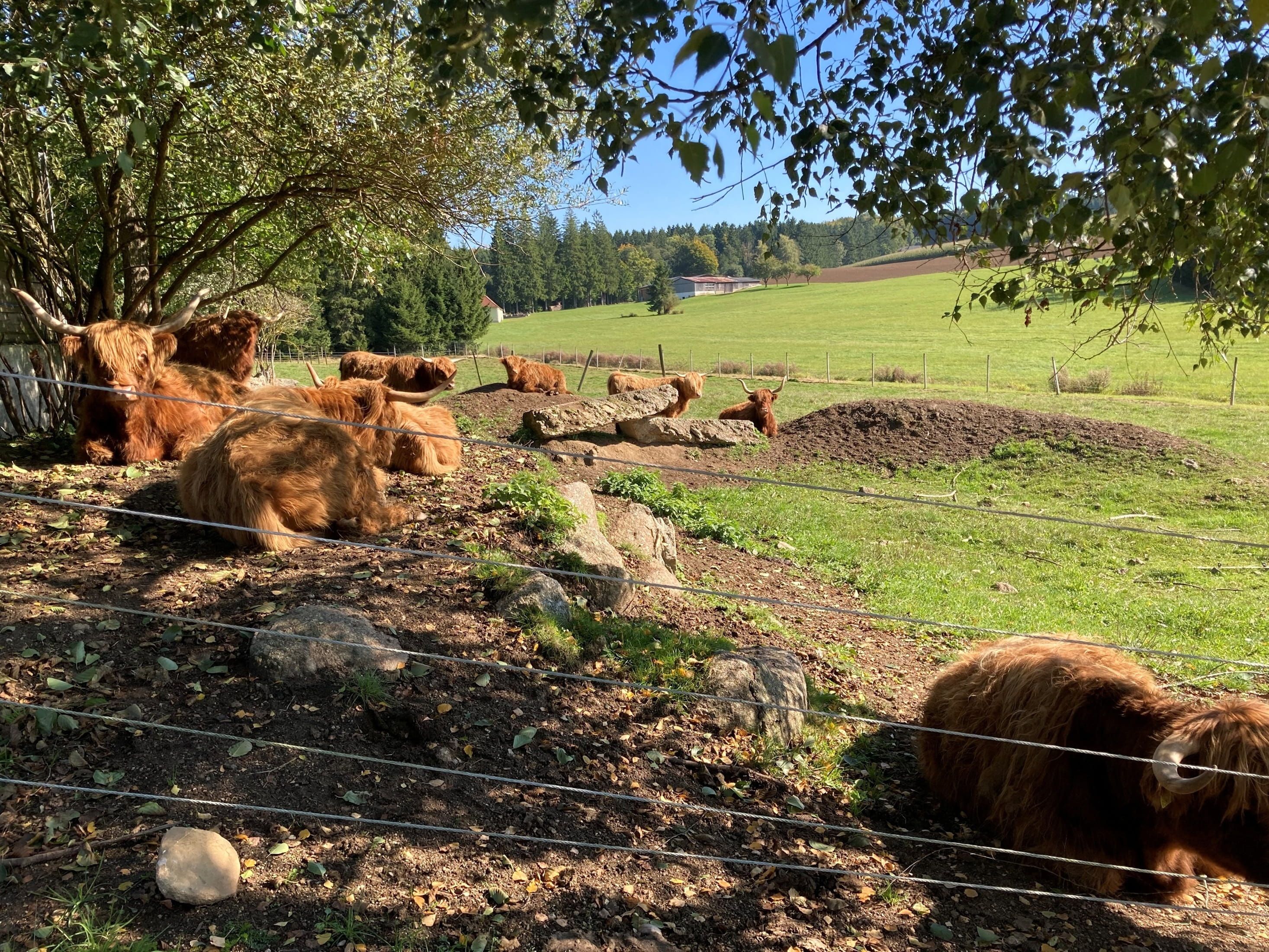 Highland cattle lie on a pasture under trees.