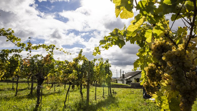 Vines with ripe grapes