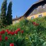 A yellow house with wooden cladding, surrounded by red tulips and a green meadow under a blue sky.