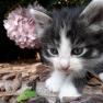 Close-up of a baby cat with black and white fur lying on wood shavings. A pink flower can be seen in the background.