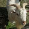 Close-up of a white goat with horns in a meadow.