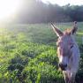 Maxi the donkey, © Familie Winter