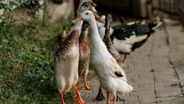 Vacation at the Zwergerlhof, © schwarz-koenig.at