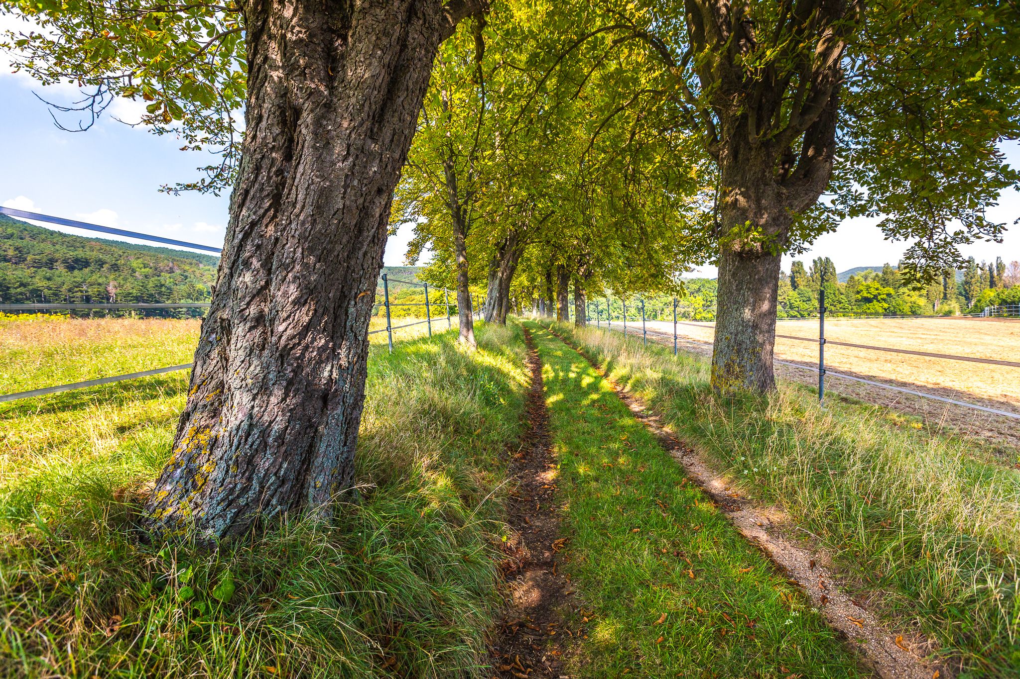 A narrow, grassy path between trees and a fence in a meadow.