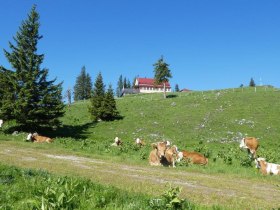 Sommerfrische auf der Alm, &copy; Karl Schachinger