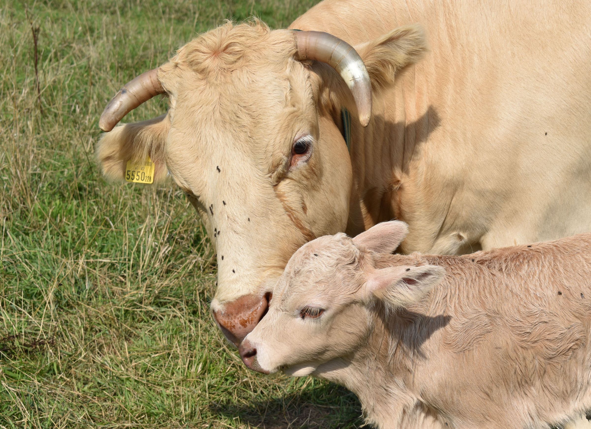 Vacation on the farm with the Weißkircher family