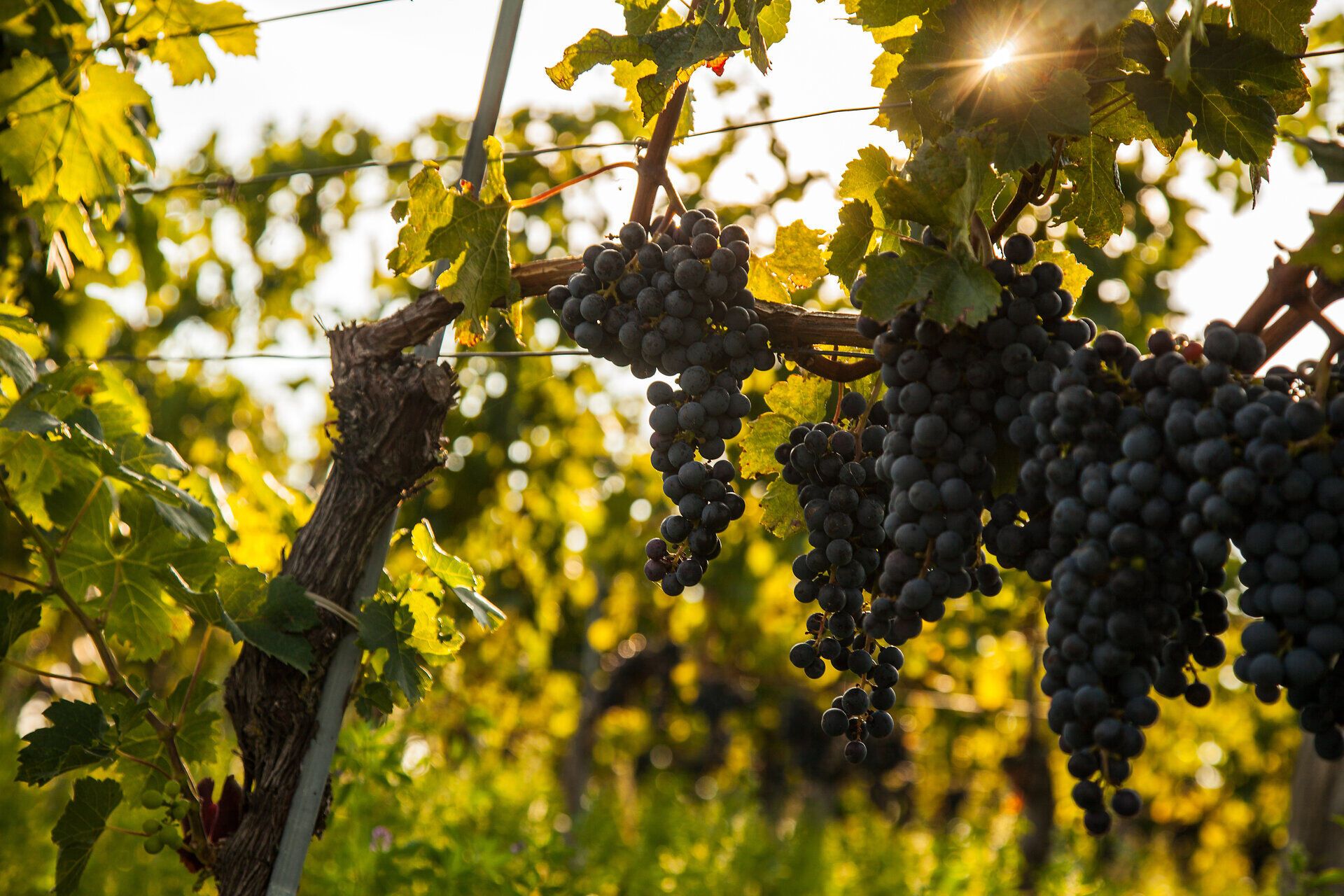 The warm rays of sun kiss the ripe red grapes hanging on the lush vines. The seductive aroma of fresh red wine wafts through the air, tantalizing the senses and awakening the anticipation of the grape harvest. A true feast for all wine lovers and nature enthusiasts.