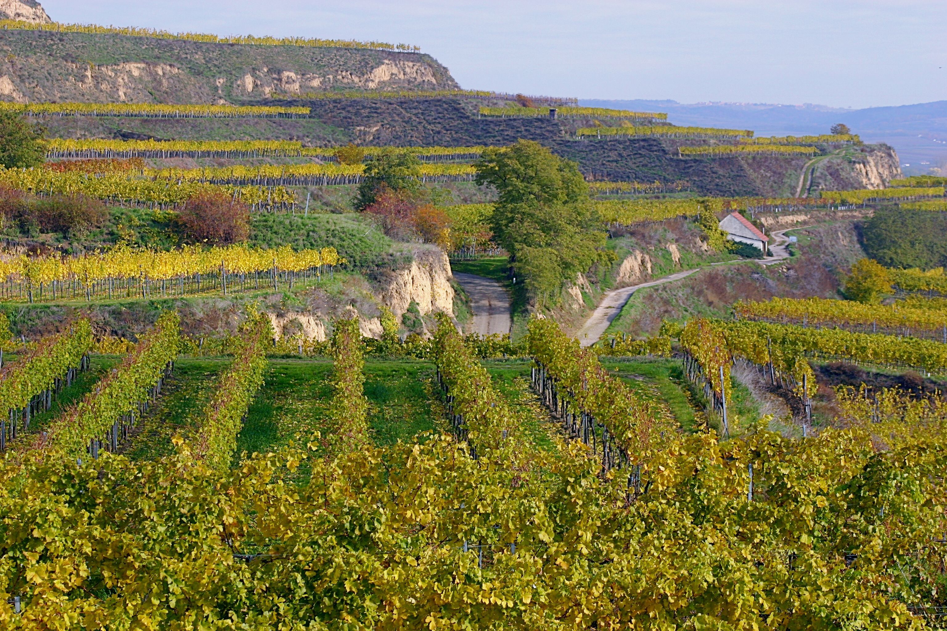 Vineyards in autumnal colors in Gedersdorf, Austria.