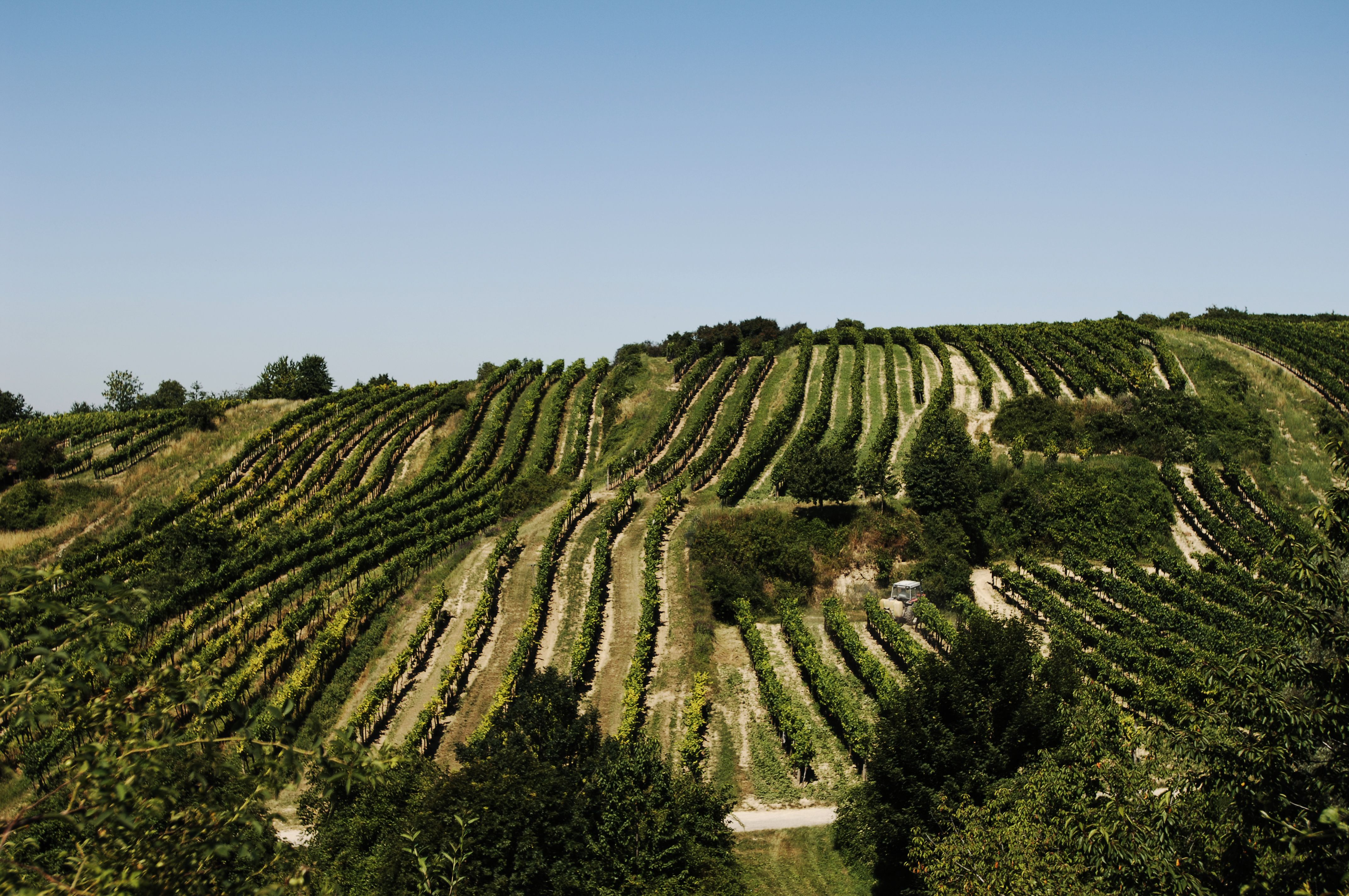 Vineyards with rows of vines on a hill under a clear sky.