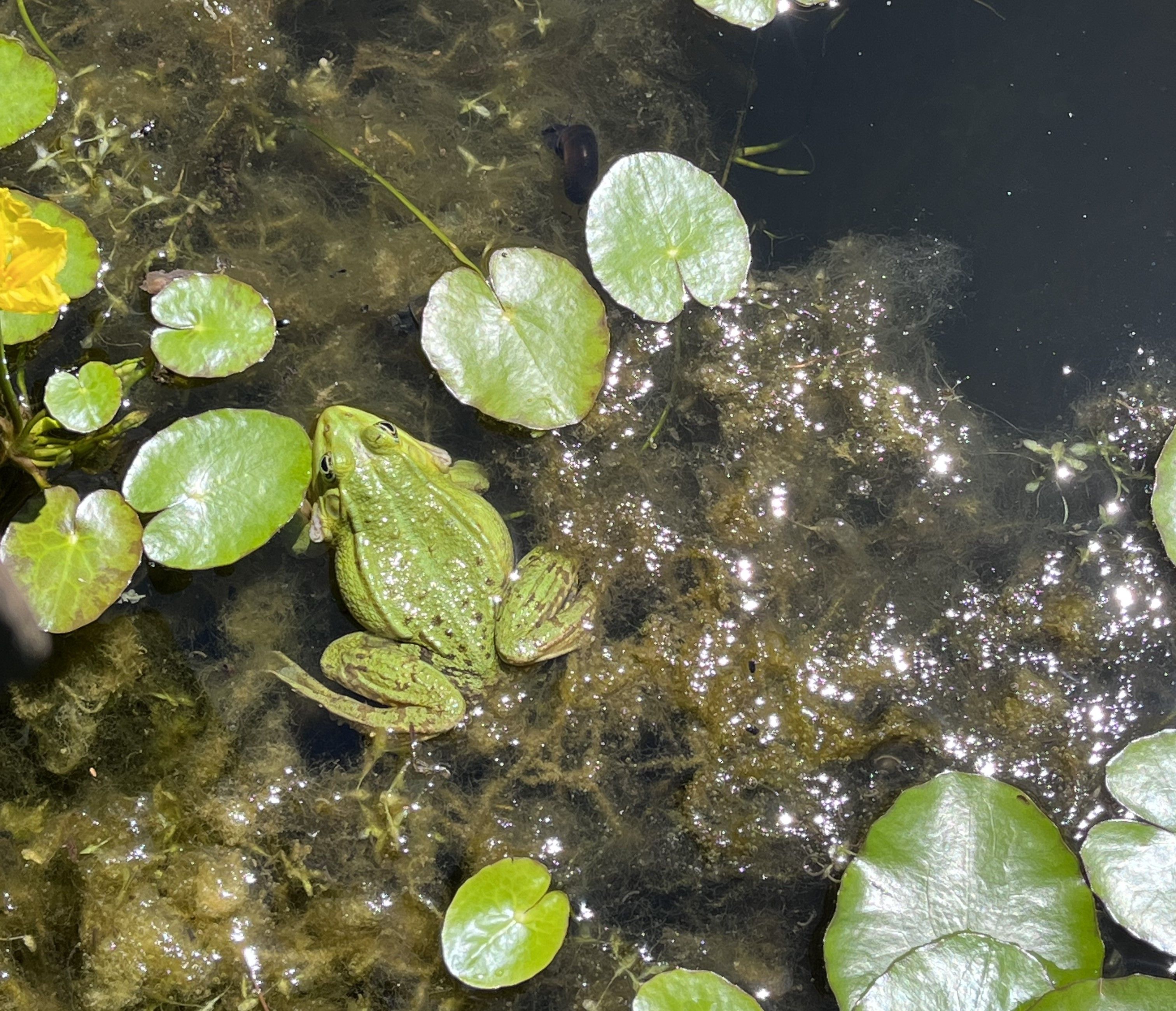 A green frog sits on water plants in a pond, surrounded by lily pads and reflections of sunlight.