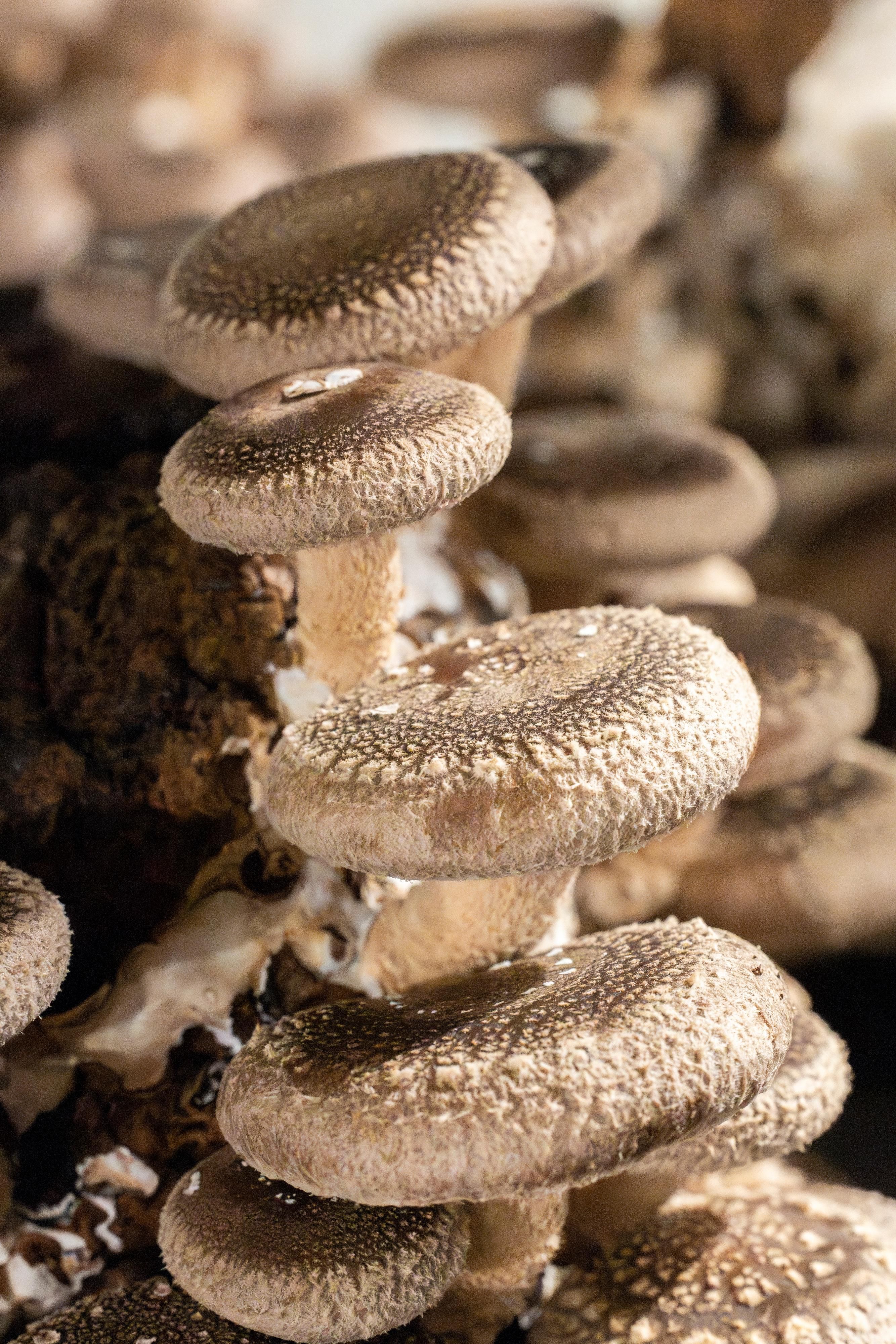 Emperor mushrooms