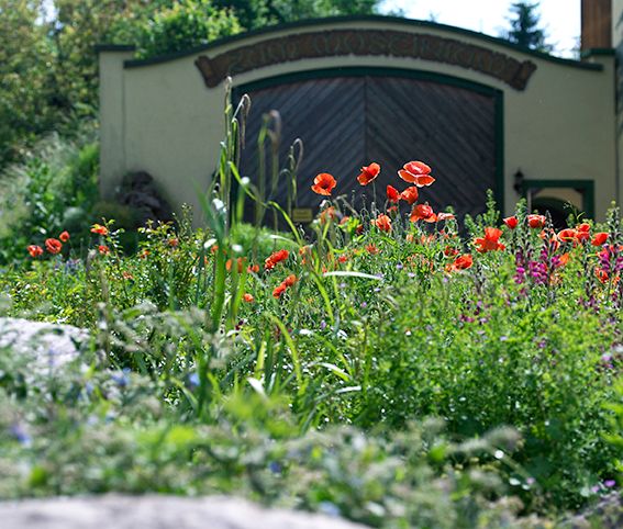 Blooming garden with red poppies in front of a building with a wooden gate.