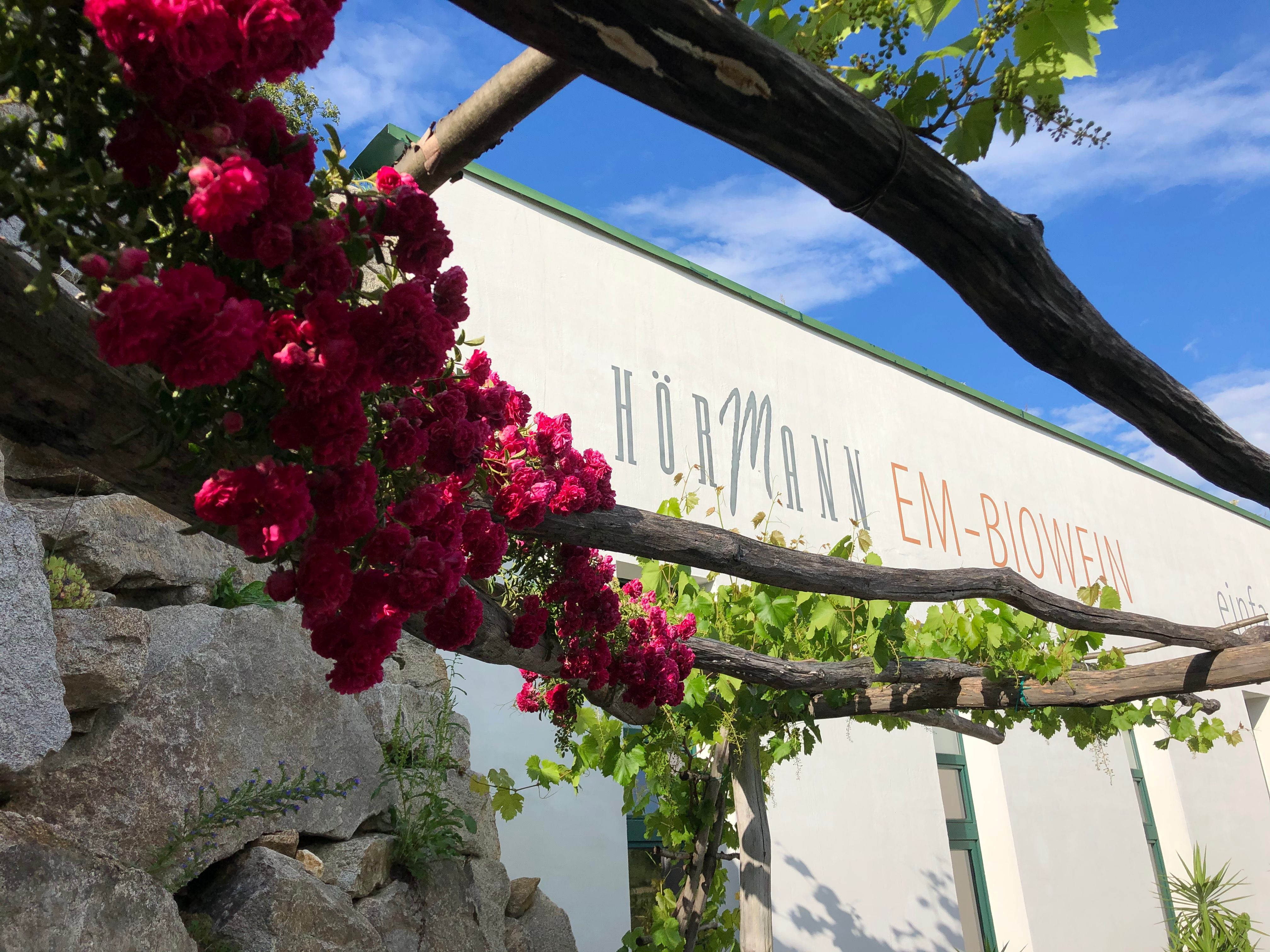 Roses and vines in front of the Hörmann organic winery building.