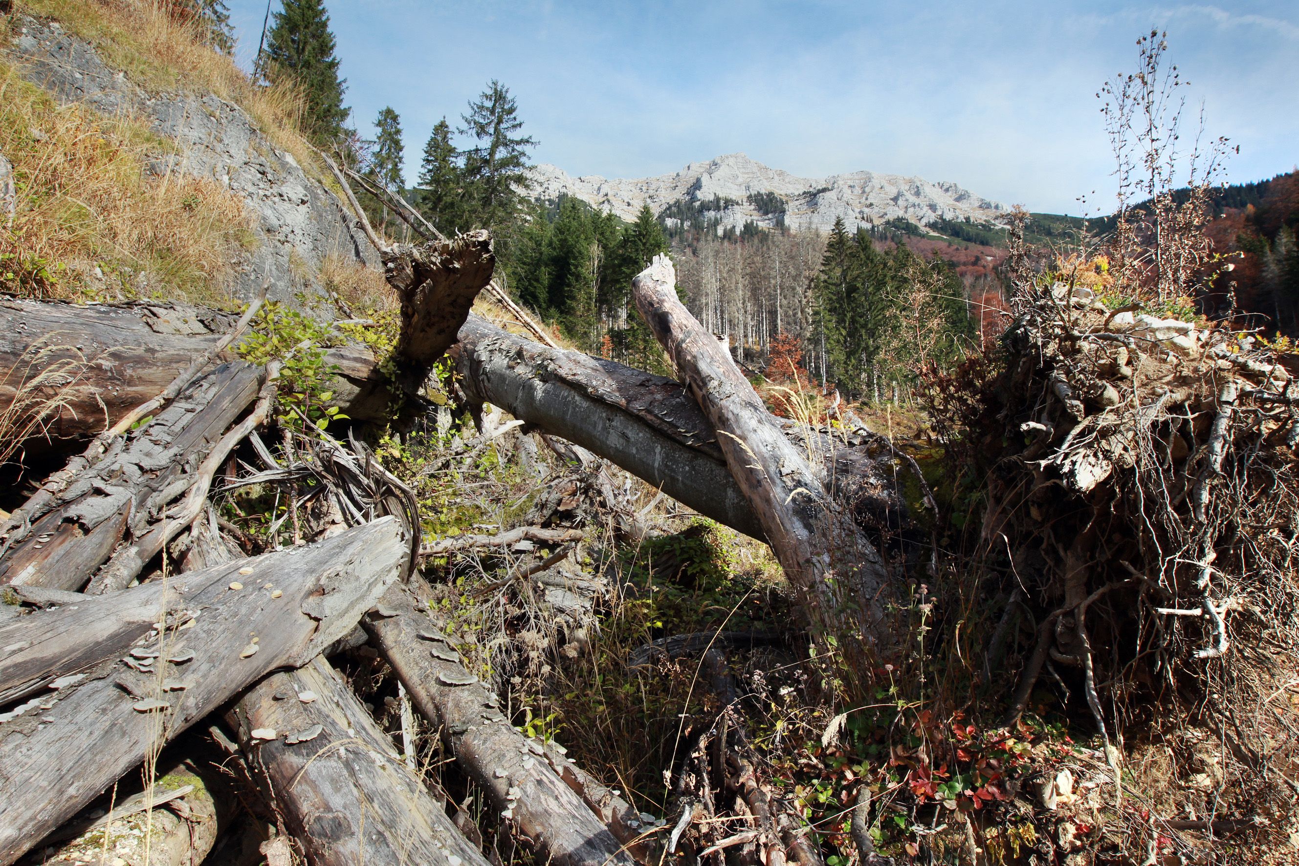 Fallen trees in the Dürrenstein wilderness area with mountains in the background.