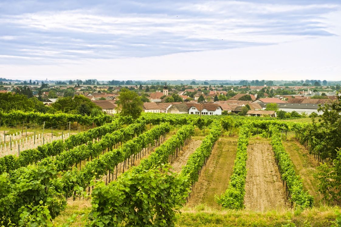 Gedersdorf im Krems Valley ("Kremstal" in German)