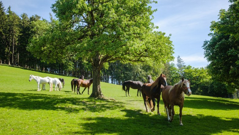 Horses, © Die Hochriess-Distelberger GmbH & Co.KG