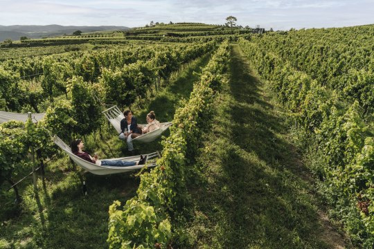 Not everything that hangs in the vineyard is a grape., © Julius Hirtzberger