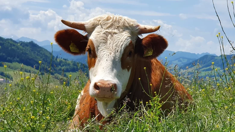 Cow - Hermione, &copy; Melanie Schweighuber