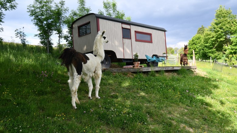 Leopold-the llama herding cart, &copy; lamawanderland