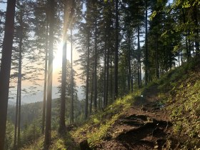 A hiking trail on the Pinkenkogel, surrounded by tall trees and sunlight shining through the branches.