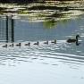 A mother duck swims in a pond with seven chicks.