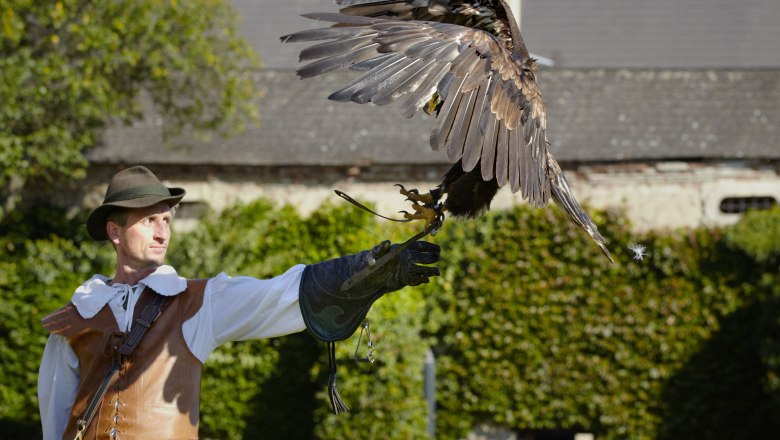 A falconer in traditional dress holds a bird of prey on his glove.