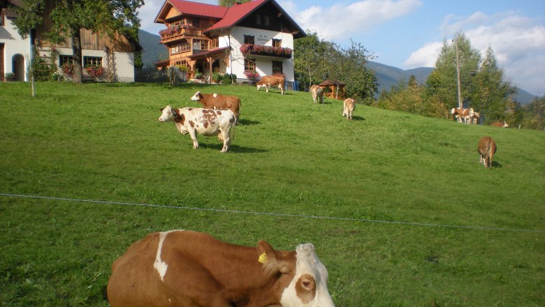 The Salcheck cows lounging in the meadow, © Ferienhof Salcheck