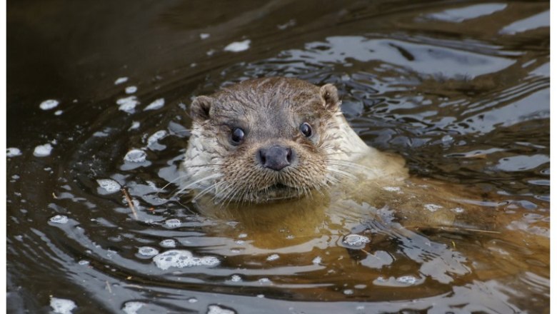 An otter swims in the water, only the head is visible.