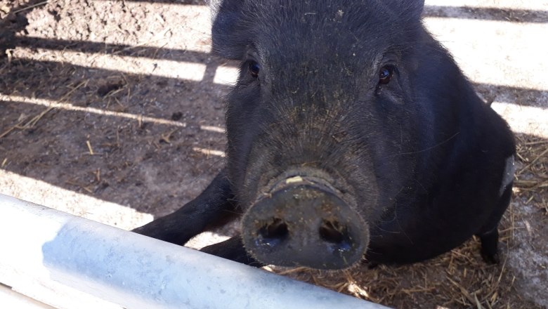 A black pig looks curiously over a fence.