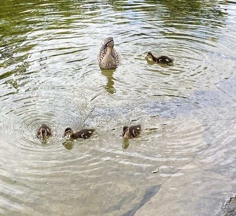 Duck family in the Seebachbad, &copy; Martin Ruckensteiner