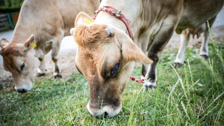 Vacation at the Zwergerlhof, © schwarz-koenig.at