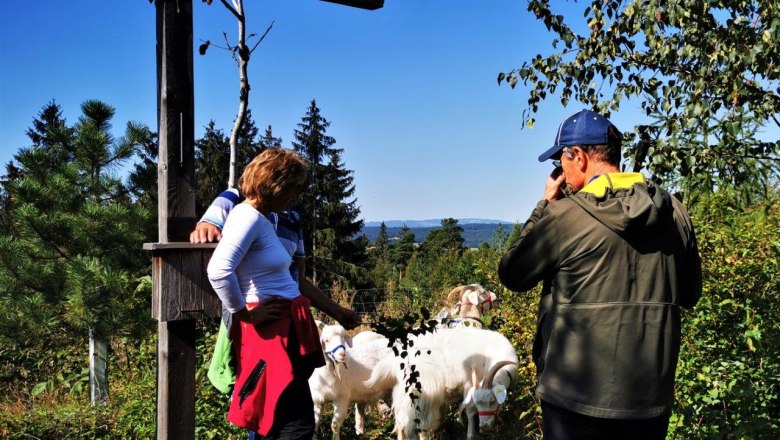 Experience nature with cashmere goats, © W.I.I.TT